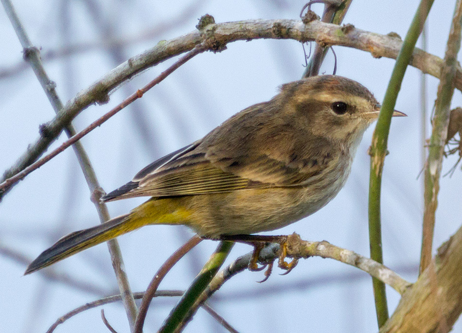 palm warbler?