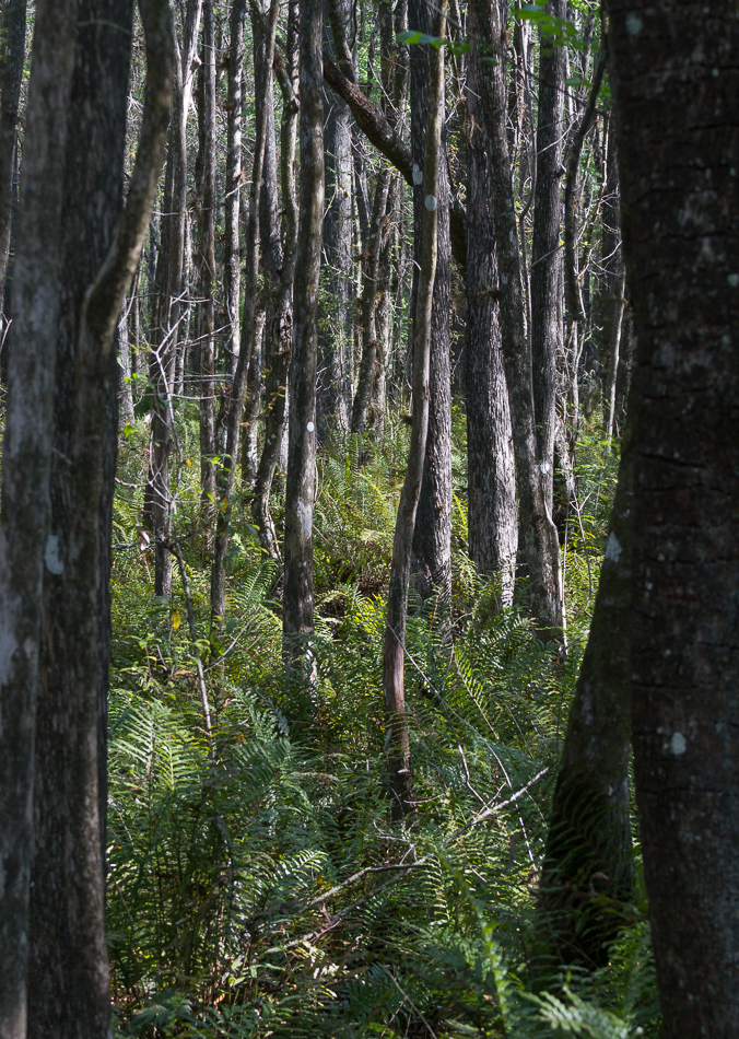 swamp ferns