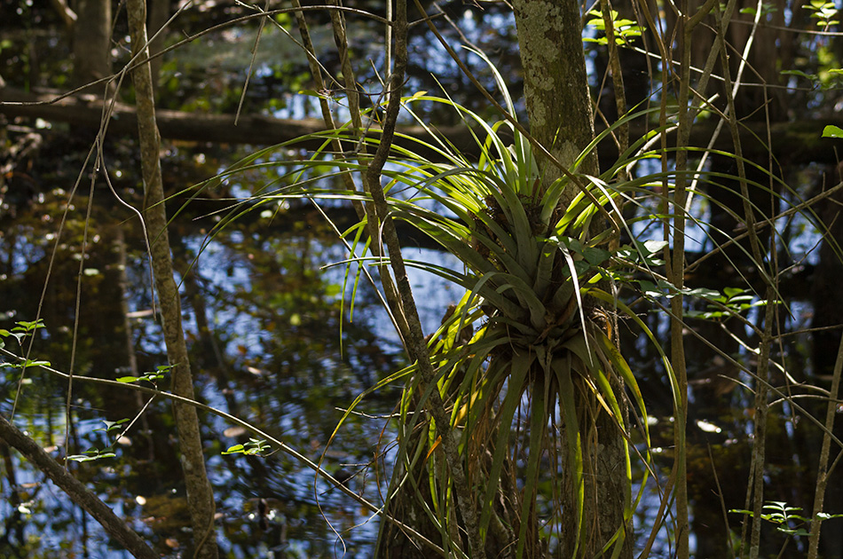 backlit bromeliad