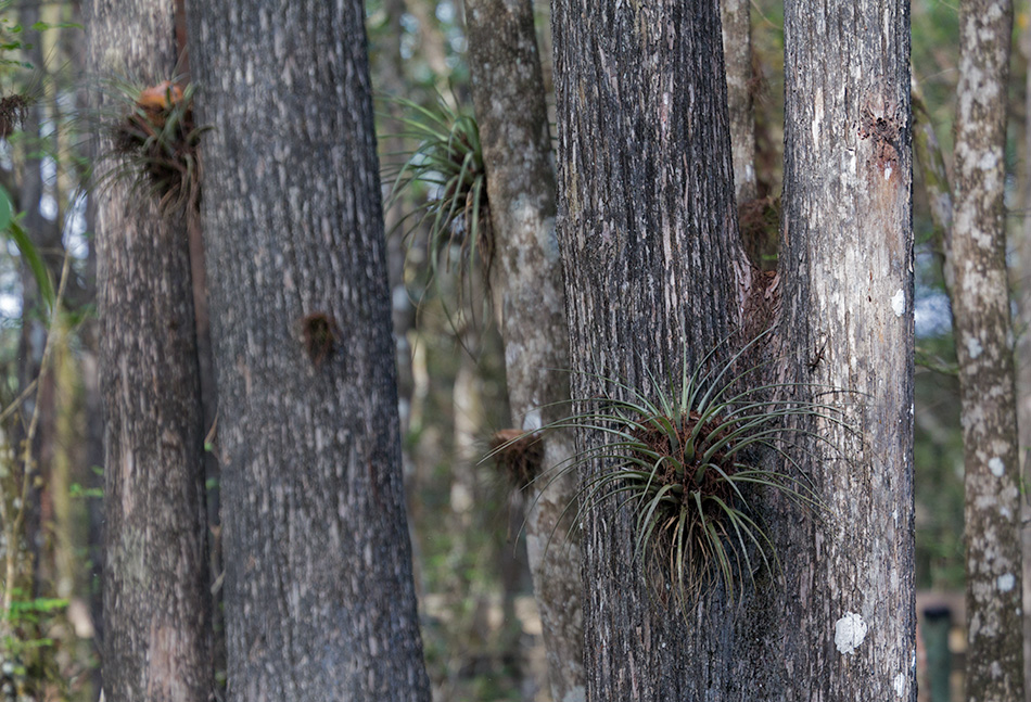 bromeliads