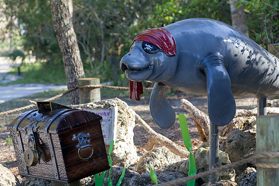 pirate manatee