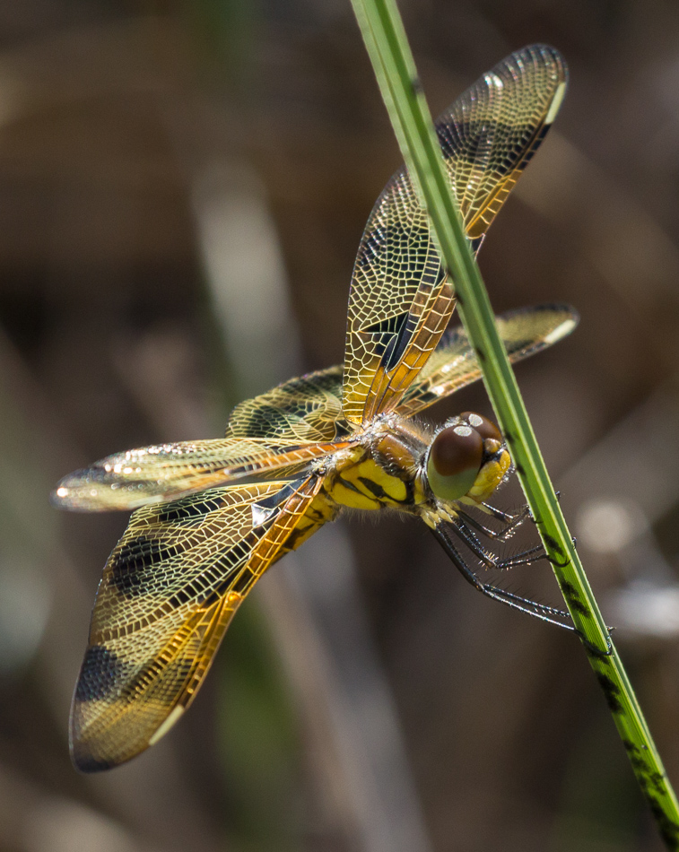 halloween pennant