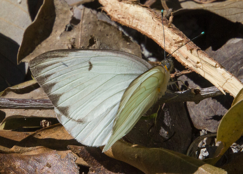 great southern white