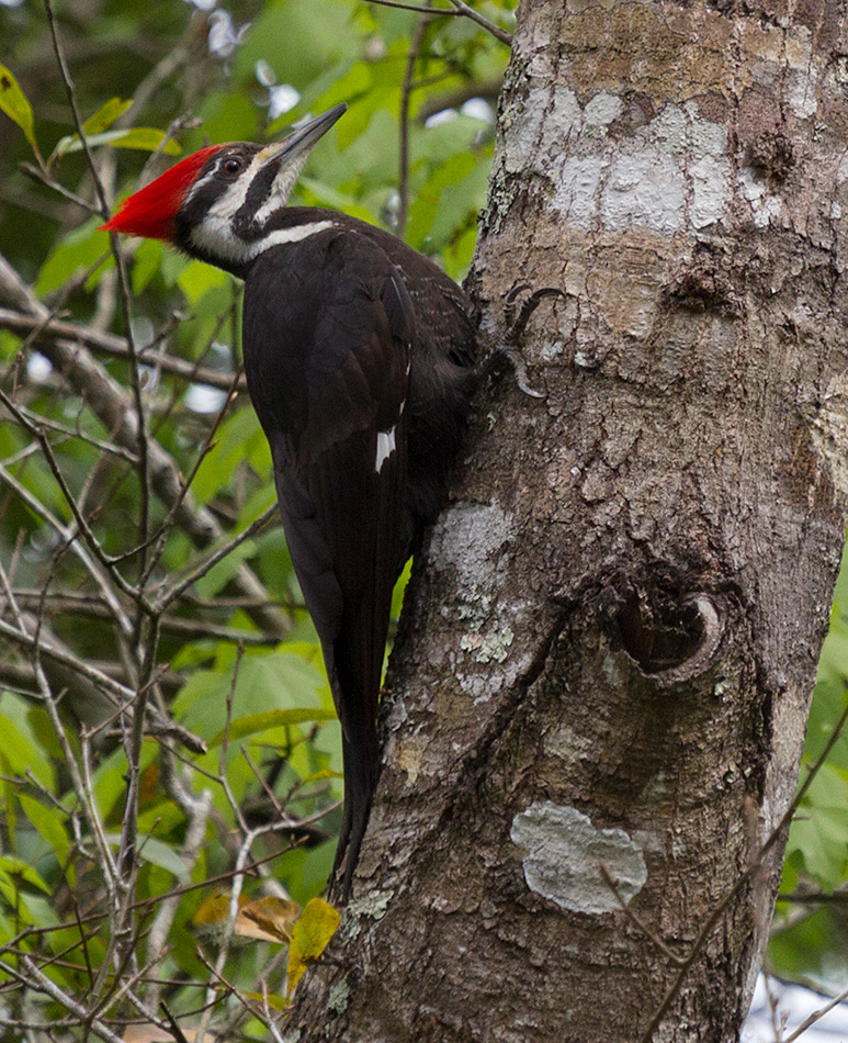 pileated woodpecker