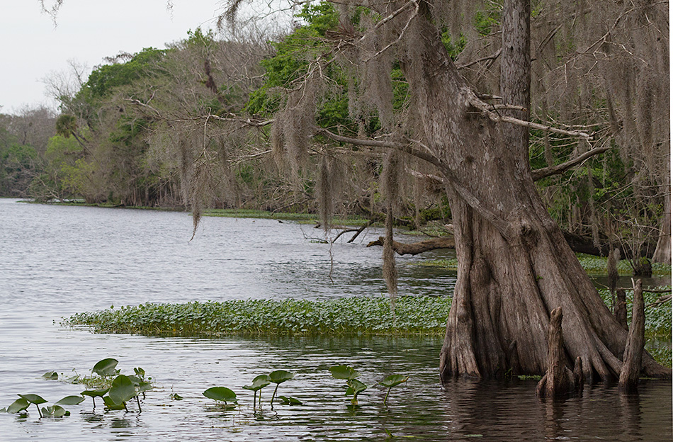 river cypress