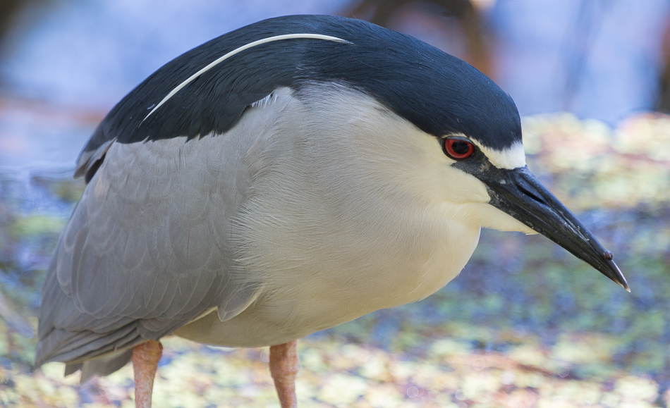 black crowned night heron