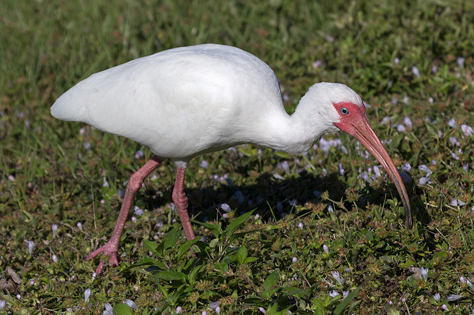 ibis