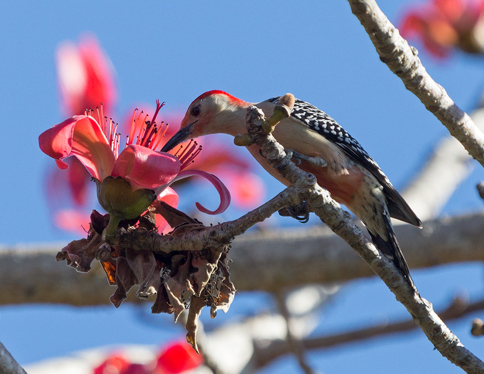 red-bellied woodpecker