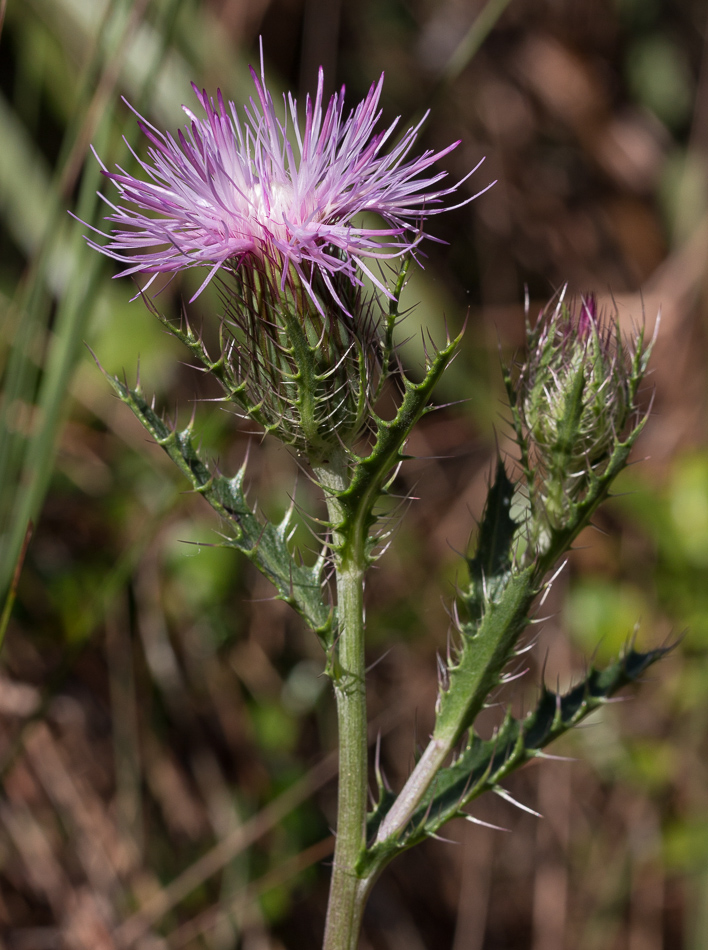 thistle