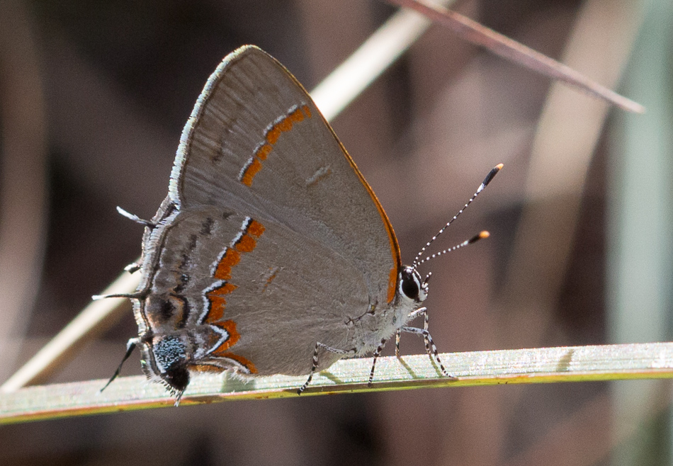 red-banded hairstreak