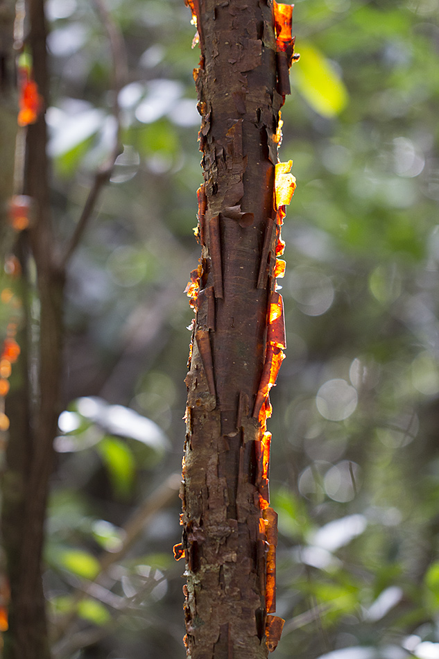 gumbo limbo