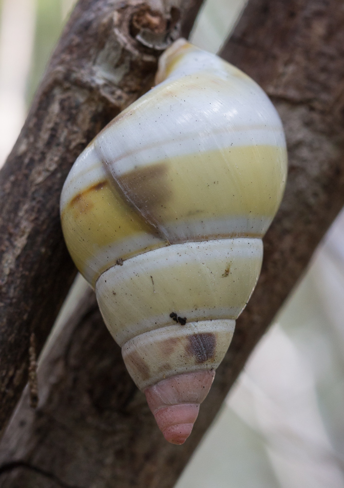 tree snail