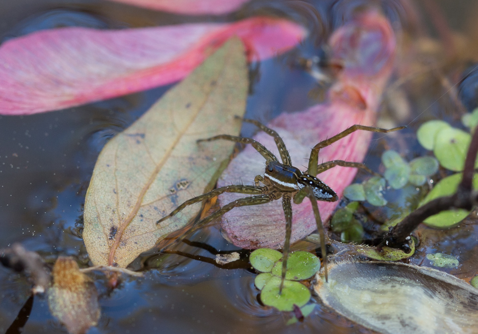 fishing spider