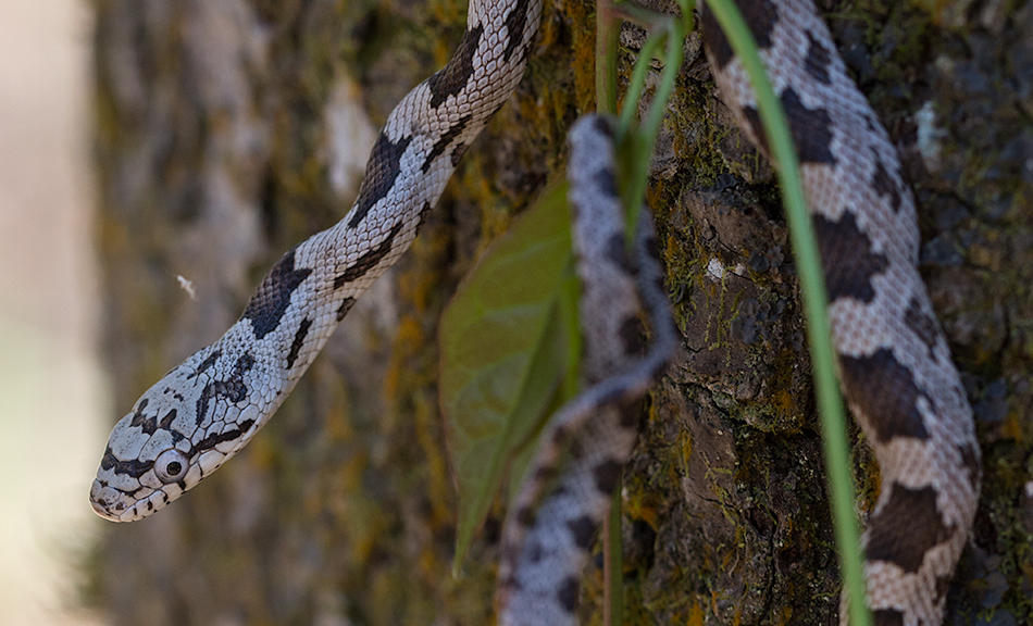 rat snake