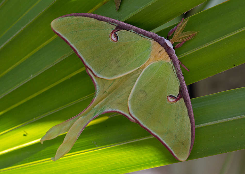 luna moth