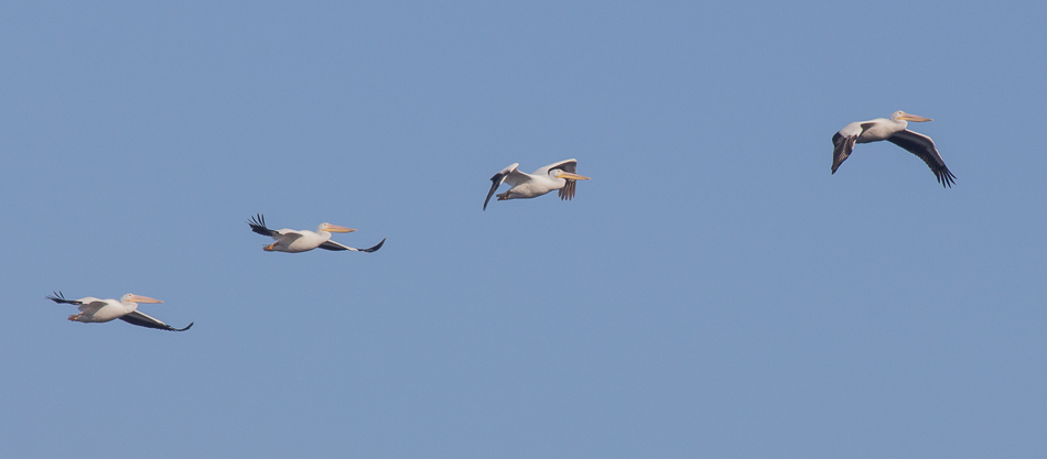 white pelicans