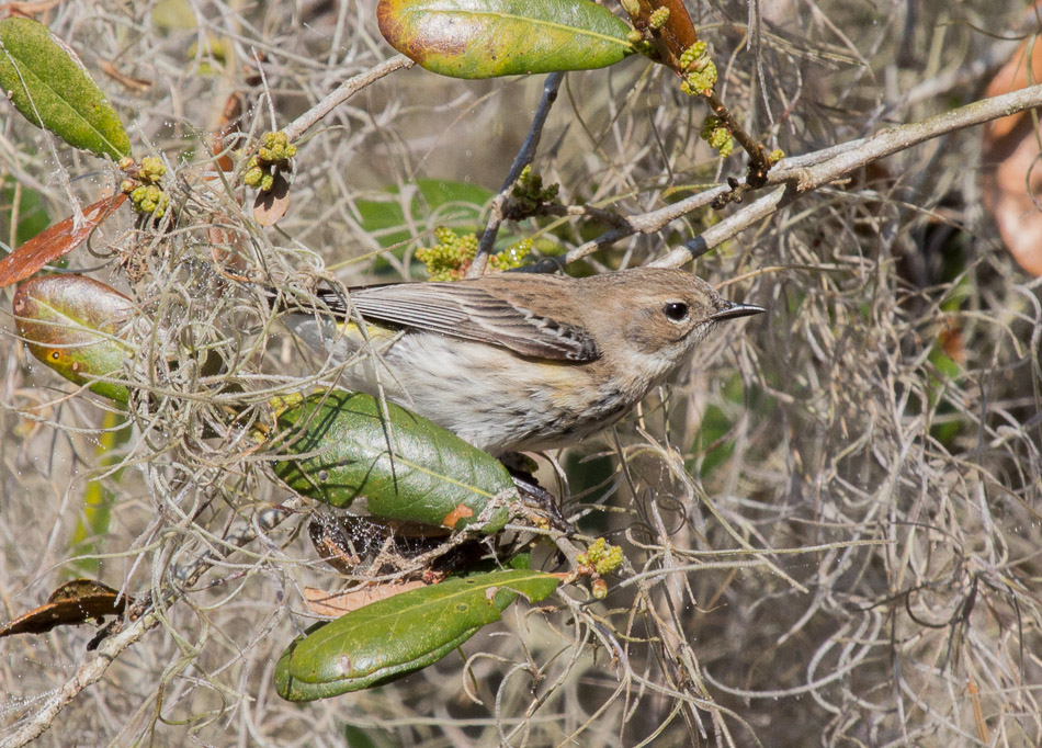 yellow-rumped