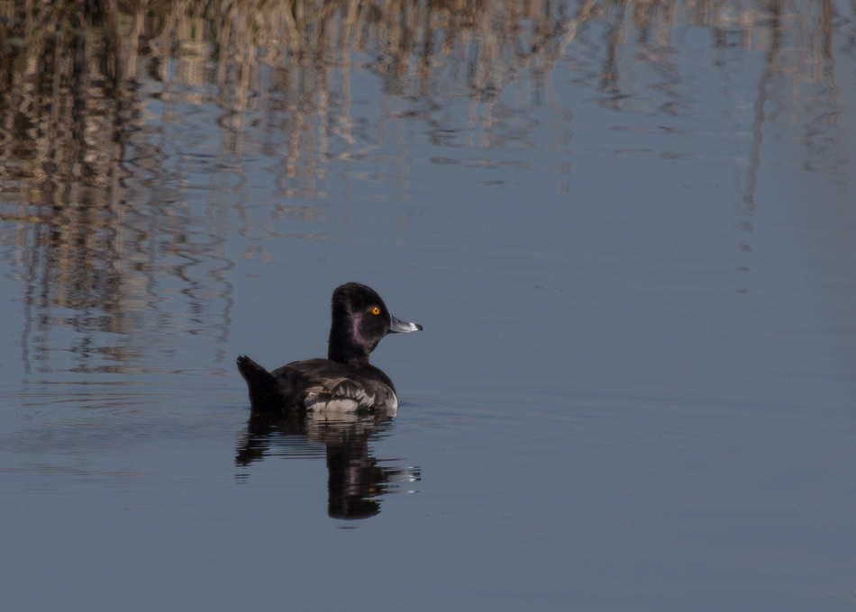 scaup