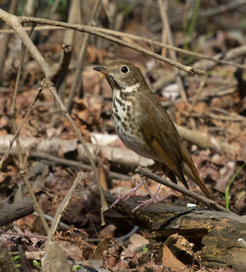 thrush