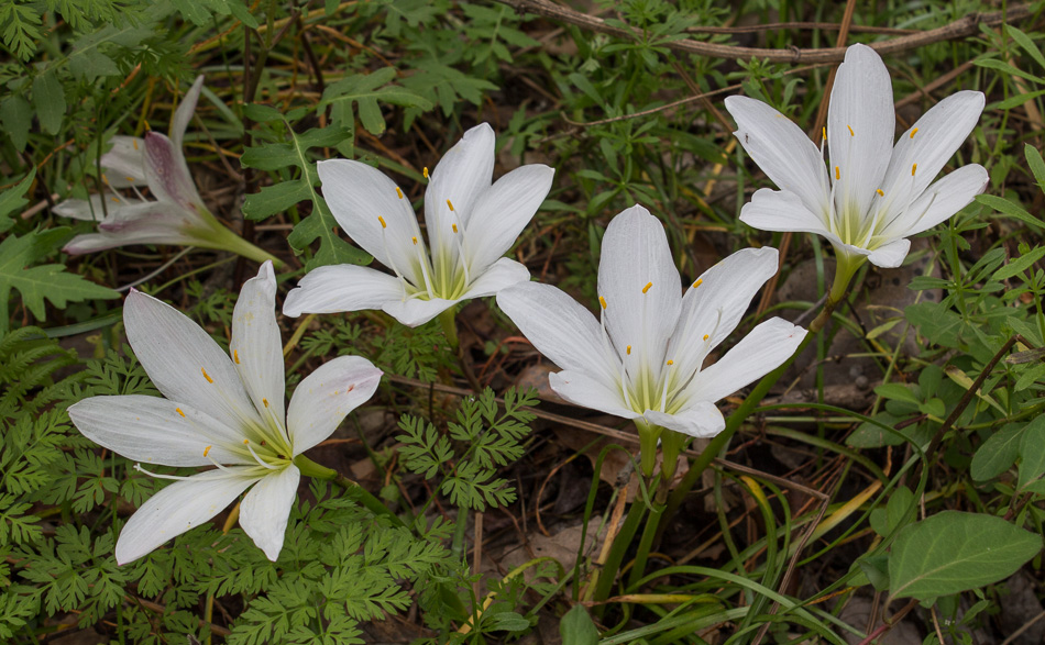 Atamasco lilies