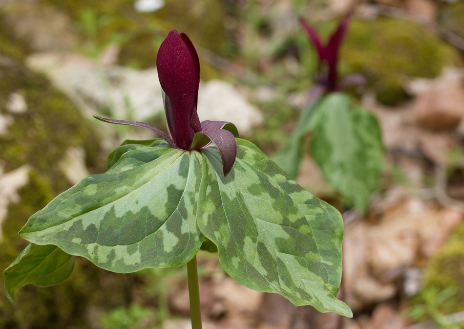 Trillium