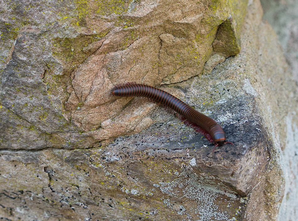 millipede