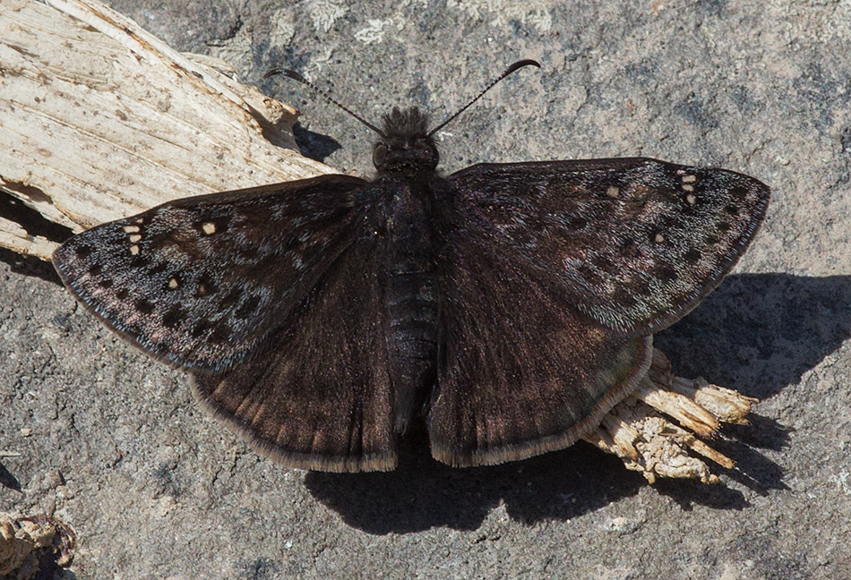 dusky wings